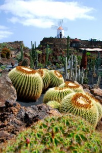 Kakteengarten auf Lanzarote