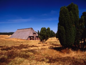 In der Heide