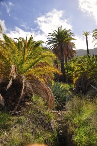 Alojera empfängt den Wanderer mit vielen Palmen. So kann der Urlaub beginnen.