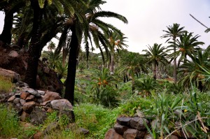 Wanderweg-durch-tazo-gomera