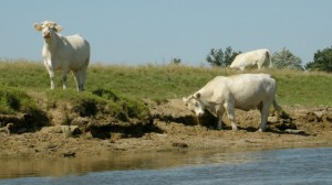 Kühe an der Loire