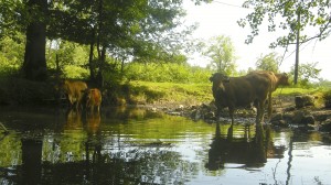 Die Kühe sind Wanderfahrer gewohnt