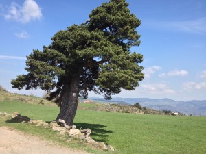 Die Margeride Hochebene empfängt den Wandernden.